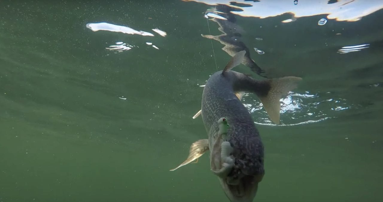 Vertical+Jigging+for+Lake+Trout++Bait