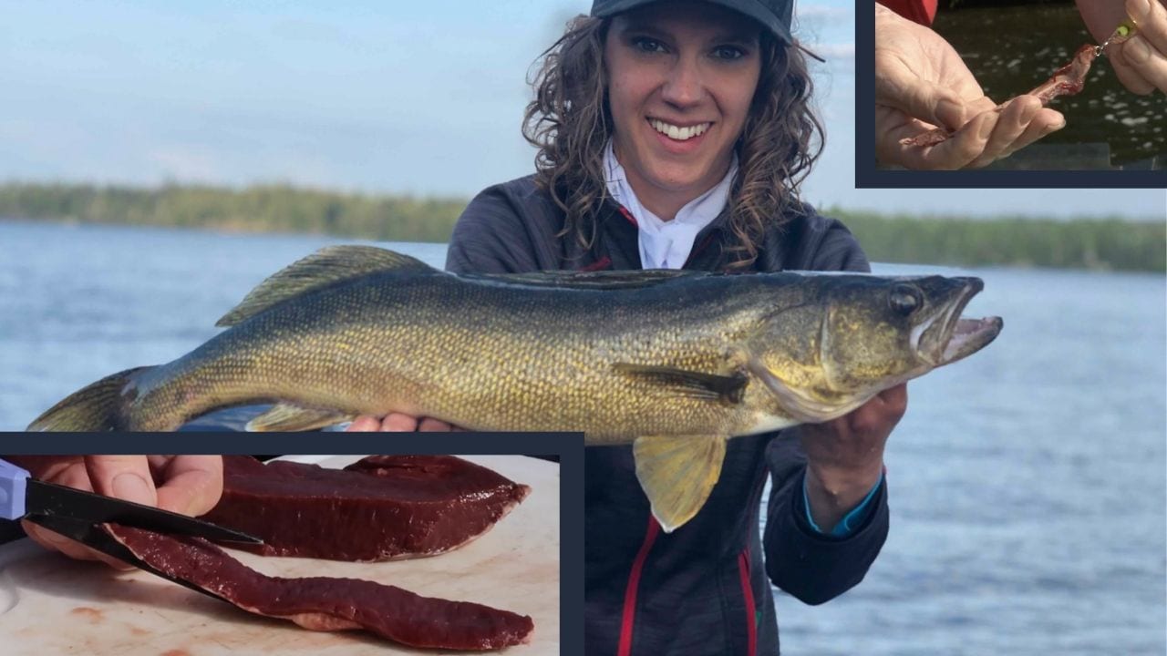 Walleye Fishing: Better Bottom Bouncing with Beef Heart - Baker's Narrow