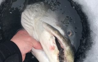 The the large head of a monsterous lake trout being pulled from the hole while ice fishing in Manitoba.