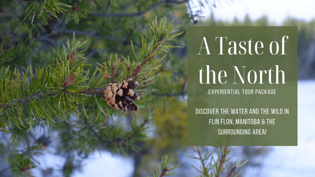 Pine tree and cone. Text: Taste of the North - Experiential Tour Package.